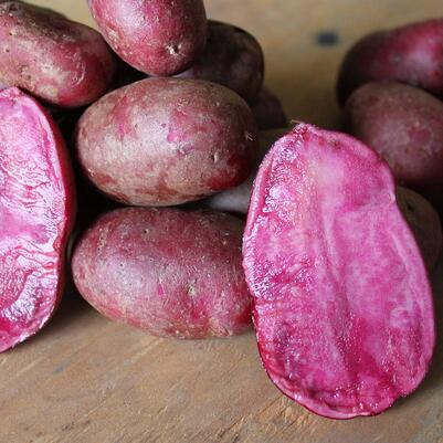 Adirondack Red potato