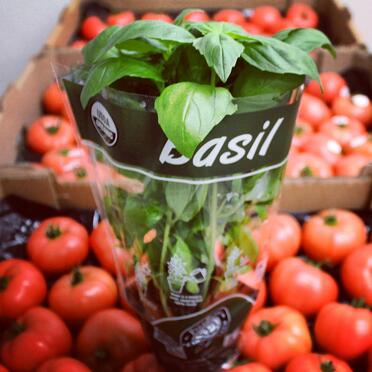 Organic Potted Basil Tomatoes