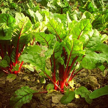 Atlas Chard | Boston Organics