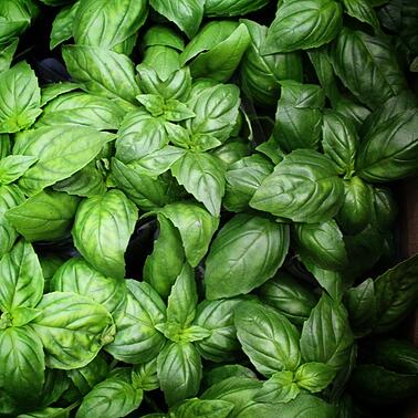 Basil leaves | Boston Organics