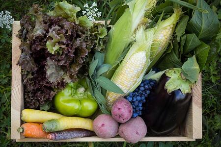 Dogma Box | Local Organic Produce