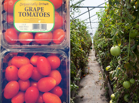 Organic Tomatoes | Newsletter 35