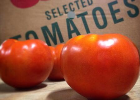 Organic Field Tomatoes | Oxen Hill Farm