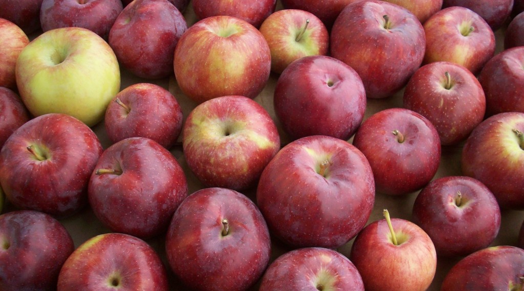 Local Organic Apples | Boston Organics