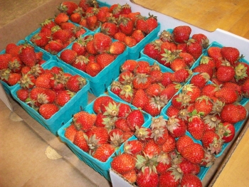 an image from the blogpost Local Strawberries and Local Salad Mix