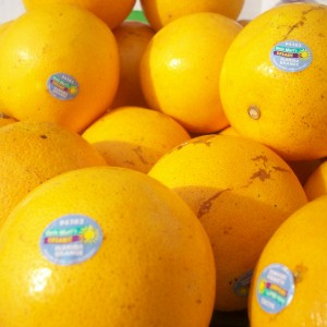 Hamlin Oranges
