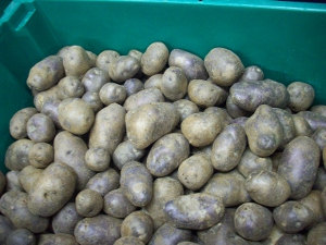 Atlas Blue Potatoes