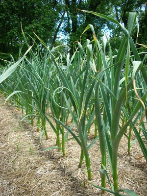 Atlas Farm Garlic Scapes