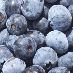 an image from the blogpost Local Blueberries and Garlic Scapes Are Back!