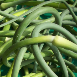 Local Organic Garlic Scapes