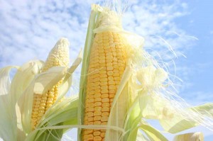 an image from the blogpost Genetically Modified Corn on the Cob, a New Step for GMOs