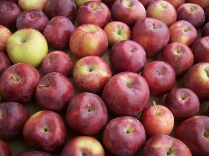 an image from the blogpost Guide to Organic Apple Picking