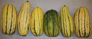 an image from the blogpost Delicata Squash, an Autumnal Treat