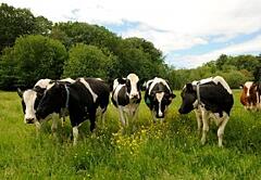 Shaw Farm Cows