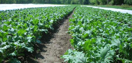 Organic Kale field | Boston Organics