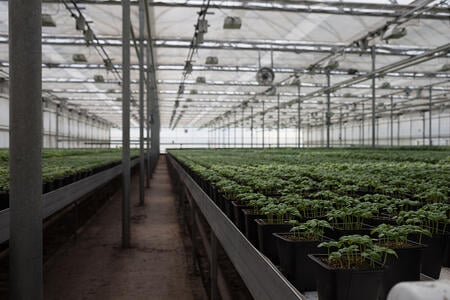 Happy Vally Organics Greenhouse | Boston Organics