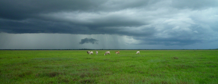 Farm Field