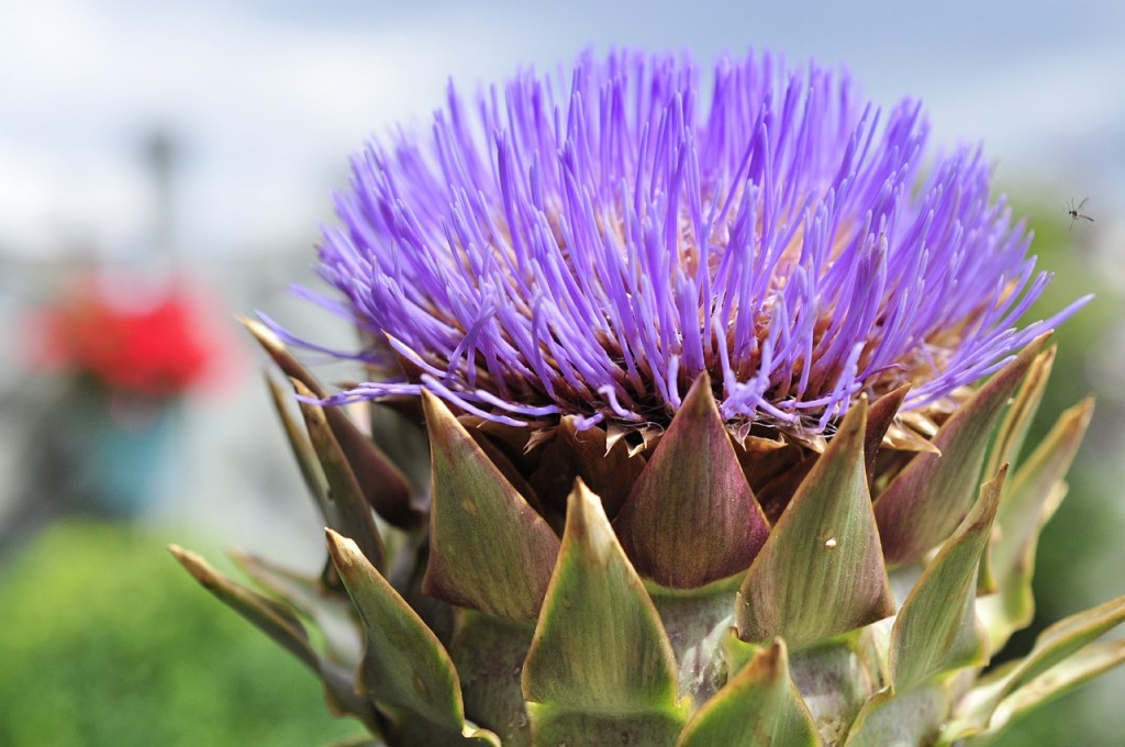 Artichoke Flower | Pixabay