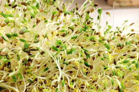 Alfalfa Sprouts | Boston Organics