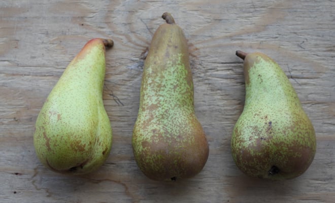 Abate Fetel Pear | Boston Organics