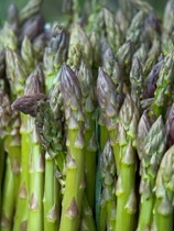 an image from the blogpost Pedersen Farms asparagus coming soon!