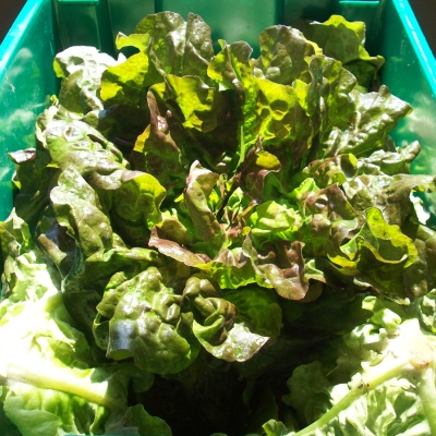 Atlas Farm Organic Lettuce