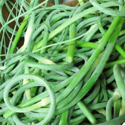 an image from the blogpost Local organic garlic scapes are here!