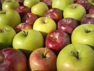 Red and Green Apples