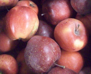 an image from the blogpost What to Expect from Local, Organic Apples