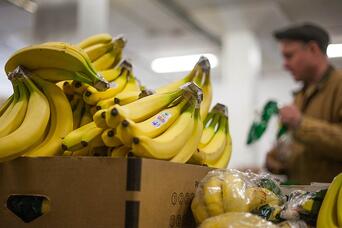 Organic Banana | Packing Boston Organics