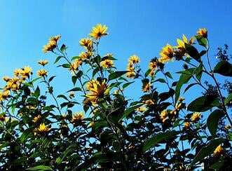 Sunchoke Flower | Helianthus tuberosus