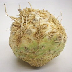 Celeriac | Celery Root