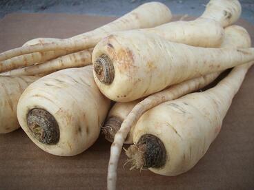 Organic Spring-Dug Parsnip 