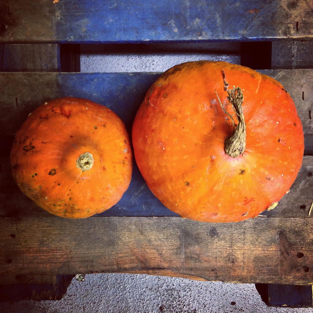 an image from the blogpost Squash, Ginger & News from the Farms Weekly Newsletter (October 27, 2014)
