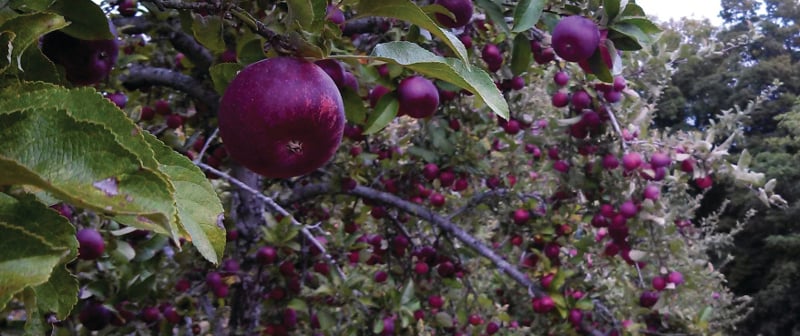 an image from the blogpost Trees of Knowledge: Meet Your Apple Grower