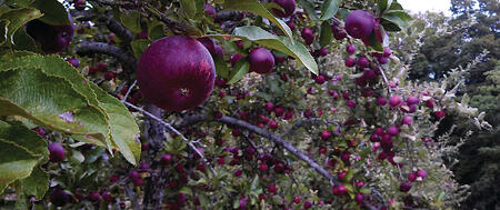Organic Apples New England | Dwight Miller Orchard Boston Organics