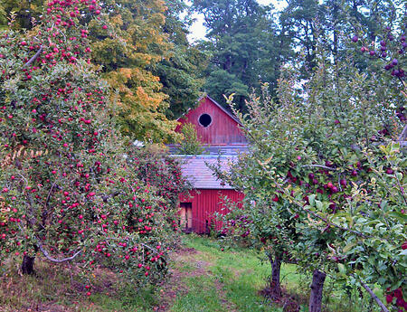 Organic Apple Orchard | Boston Organics