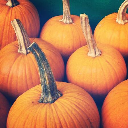 Organic Pie Pumpkins | Boston Organics