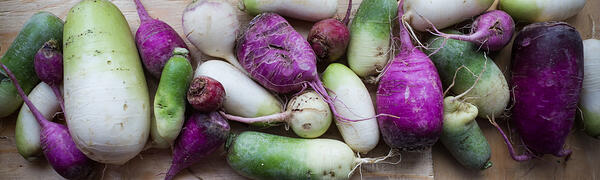 Colorful Mixed Radishes | Boston Organics