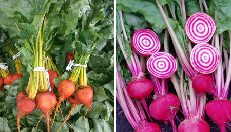 Chioggia Beets | Golden Beets