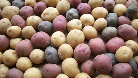 Rainbow Potatoes  | Boston Organics