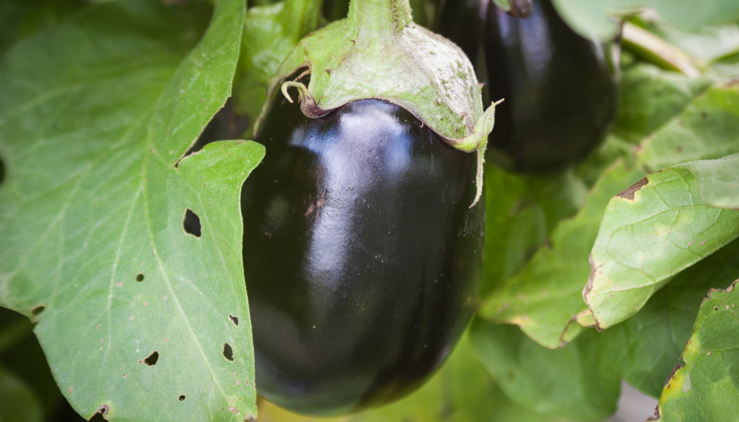 an image from the blogpost How Eggplant Got Its Name
