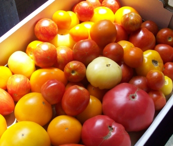 local tomatoes