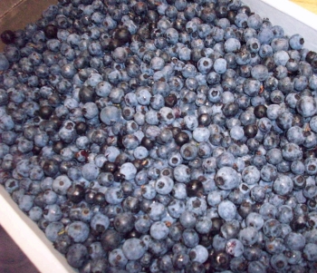 an image from the blogpost Maine Wild Blueberries!