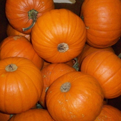 an image from the blogpost Pumpkins are here!