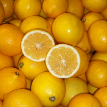 an image from the blogpost Add-on Meyer Lemons!