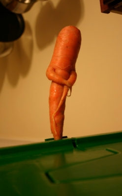 Modest Carrot