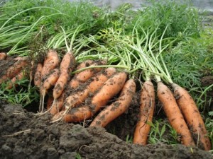 Atlas Farm Organic Carrots