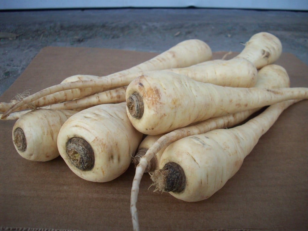 an image from the blogpost Spring-Dug Parsnips - Candy of the Root Crop