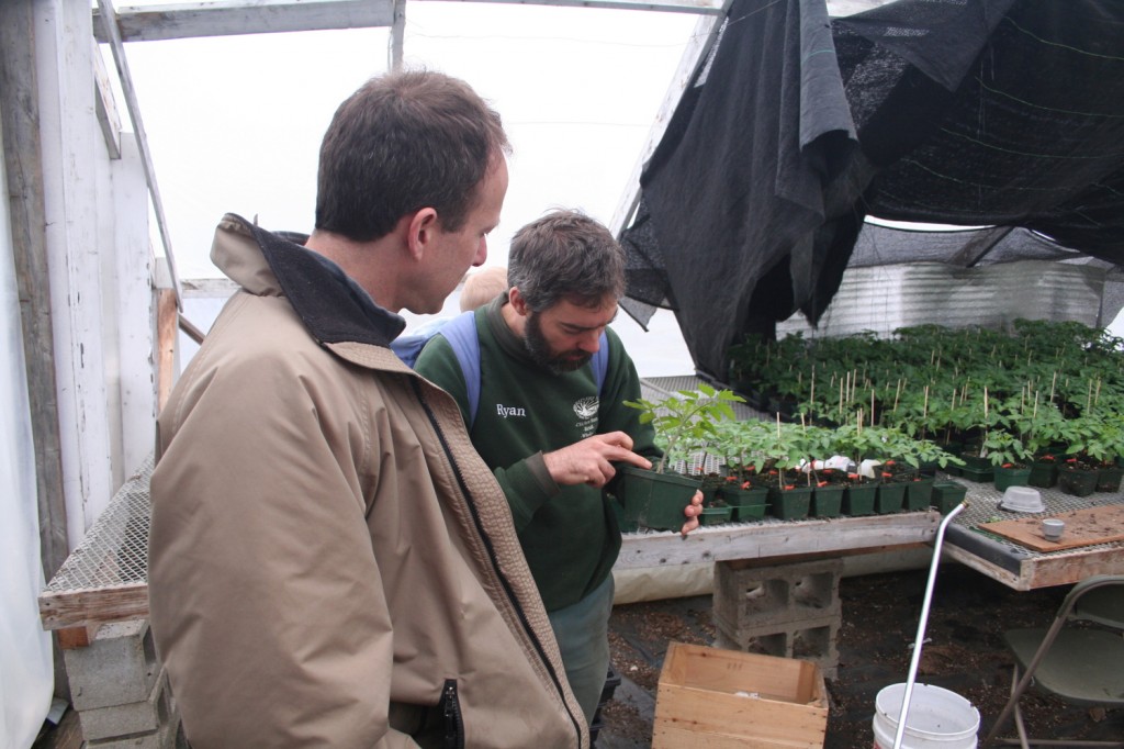 Tomato Grafting